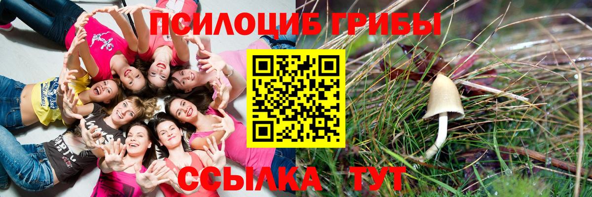 Псилоцибиновые грибы Psilocybine cubensis Владикавказ